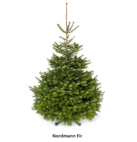 Christmas Tree Buying Guide