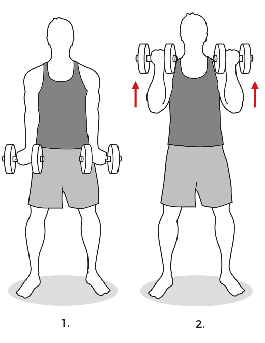 Bicep curl male workout illustration